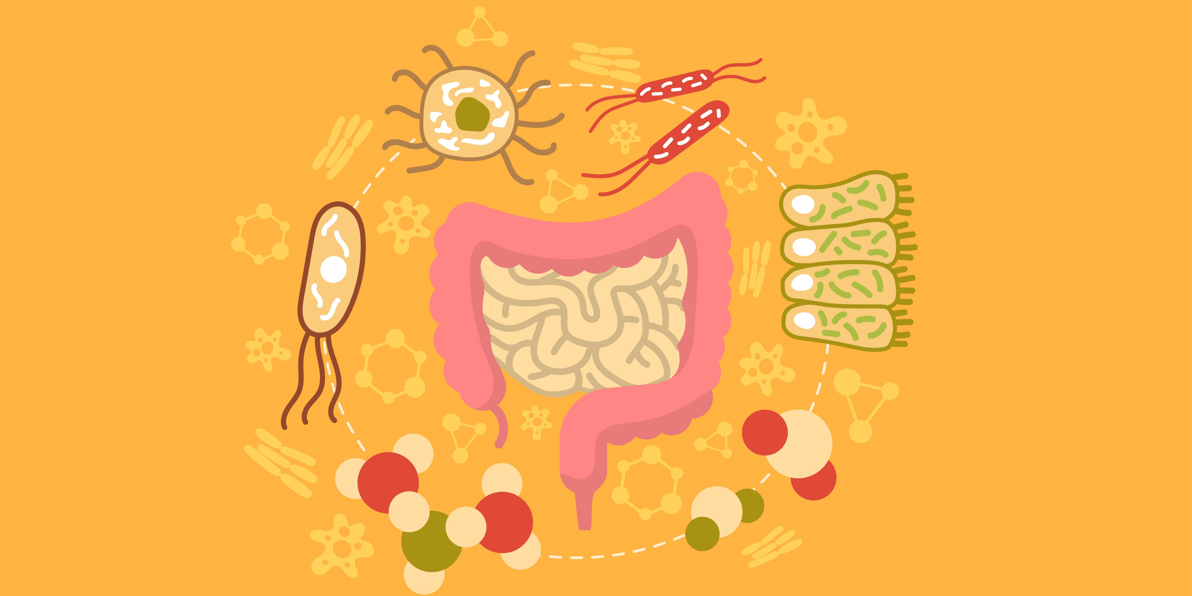 Types of Gut Bacteria